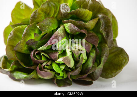 Bio rote Oakleaf Salat auf Wite Hintergrund isoliert. Hautnah. Stockfoto