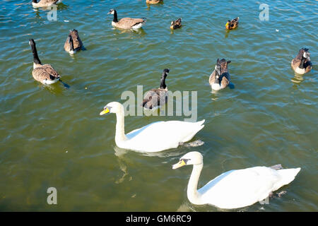 Schwäne auf der Themse in Windsor. Stockfoto