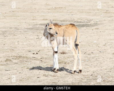 Juvenile afrikanischen Süden oder gemeinsame Eland-Antilopen (Tauro Oryx) Stockfoto