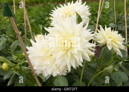 Semi-Cactus Dahlia "Alle Triumph" in einem Garten in Somerset, England, Vereinigtes Königreich Stockfoto