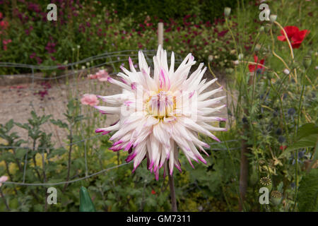 Halb Cactus Dahlia 'Wahre' in einem Garten in Somerset, England, Vereinigtes Königreich Stockfoto