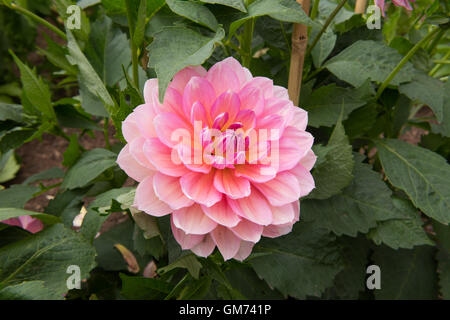 Wasser Lilie Dahlia "Perle von Heemstede" in einem Garten in Somerset, England, Vereinigtes Königreich Stockfoto