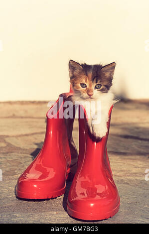 Calico Katze in rot gumboot Stockfoto
