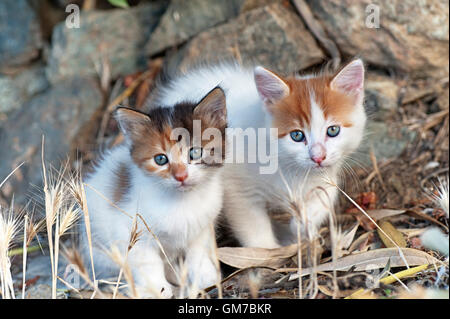 Zwei Kätzchen sitzen im freien nebeneinander und auf der Suche in die Kamera Stockfoto