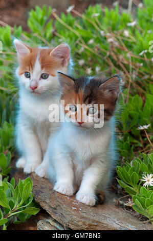 Zwei Kätzchen auf einer Mauer im Garten sitzend Stockfoto