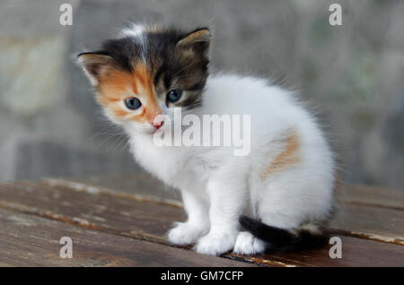 Vier Wochen alt Calico Katze auf einem Tisch Stockfoto