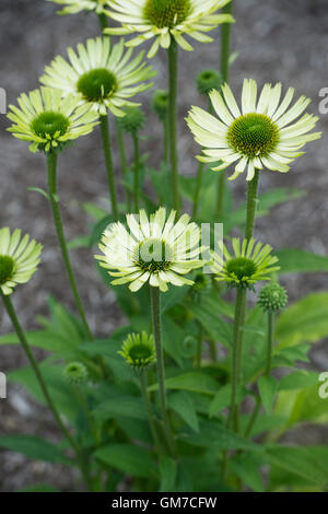 Echinacea Purpurea "Grüne Juwel". Sonnenhut Stockfoto