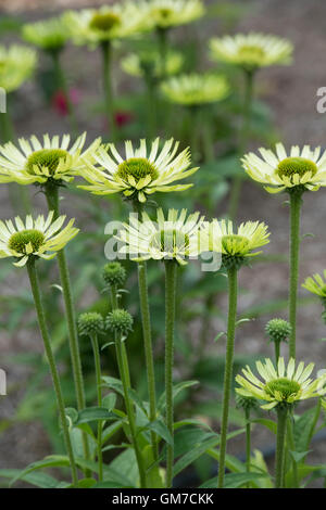 Echinacea Purpurea "Grüne Juwel". Sonnenhut Stockfoto