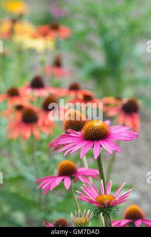Echinacea "Rosa Schimmer". Sonnenhut Stockfoto