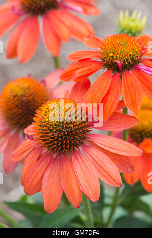 Echinacea X hybrida "Sombrero Adobe Orange". Sonnenhut Stockfoto