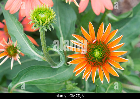 Echinacea X hybrida "Sombrero Adobe Orange". Sonnenhut Stockfoto