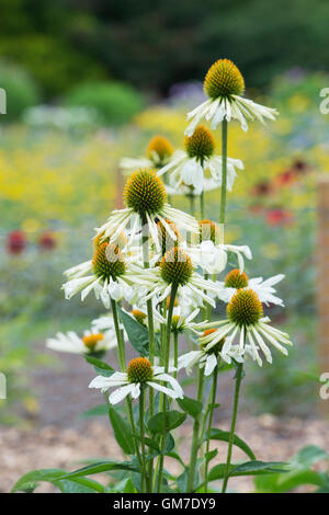 Echinacea Purpurea "Gelbe Spinne". Sonnenhut Stockfoto