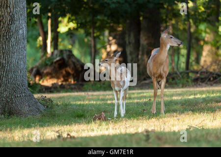 Faon gescheckten Whitetail Deer steht mit seiner Mutter im Wald. Stockfoto