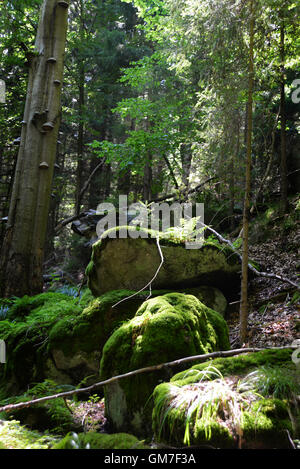 Felsen und alten Bäume auf dem Berg Stockfoto