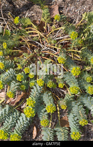 Walzen-Wolfsmilch, Walzenwolfsmilch, Myrtenblätterige Wolfsmilch, Euphorbia Myrsinites, Myrtle Spurge blau Wolfsmilch, breitblättrigen Stockfoto