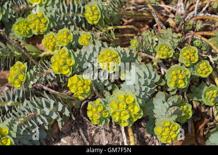 Walzen-Wolfsmilch, Walzenwolfsmilch, Myrtenblätterige Wolfsmilch, Euphorbia Myrsinites, Myrtle Spurge blau Wolfsmilch, breitblättrigen Stockfoto