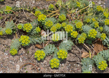 Walzen-Wolfsmilch, Walzenwolfsmilch, Myrtenblätterige Wolfsmilch, Euphorbia Myrsinites, Myrtle Spurge blau Wolfsmilch, breitblättrigen Stockfoto