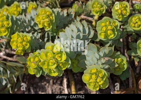 Walzen-Wolfsmilch, Walzenwolfsmilch, Myrtenblätterige Wolfsmilch, Euphorbia Myrsinites, Myrtle Spurge blau Wolfsmilch, breitblättrigen Stockfoto