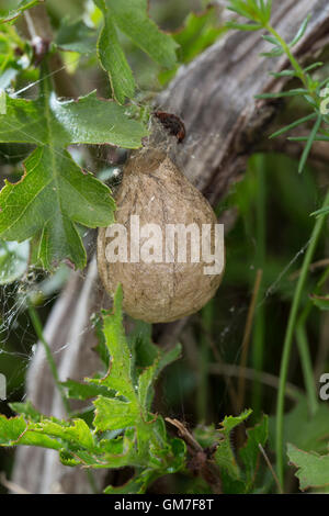 Wespenspinne, Zebraspinne, Argiope Bruennichi, Kokon, Eikokon, schwarz und gelb Argiope, schwarz und gelb Kreuzspinne Stockfoto