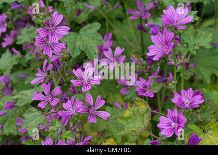 Wilde Malve, Große Käsepappel, Malva Silvestris, Malve, Käse, hohe Malve, Malva Sylvestris, hohe Malve, blaue Malve Stockfoto