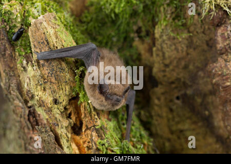 Zwergfledermaus, Zwerg-Fledermaus Pipistrellus Pipistrellus, gemeinsame Zwergfledermaus Zwergfledermaus Gemeinde Stockfoto