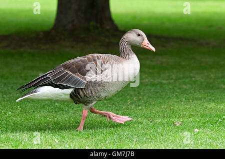 hausgemachte Gans auf einem grünen Rasen Stockfoto