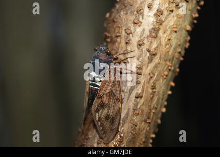 Große braune Zikade (Graptopsaltria Nigrofuscata) in Jpana Stockfoto