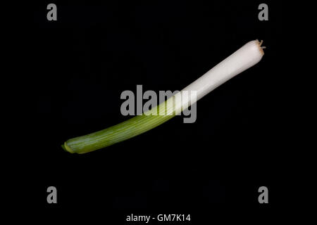 Frische Baby Lauch auf schwarzem Hintergrund Stockfoto