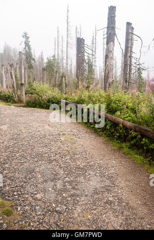 Wald am Boden zerstört durch Borkenkäferbefall auf Prameny Vltavy im Böhmerwald Stockfoto
