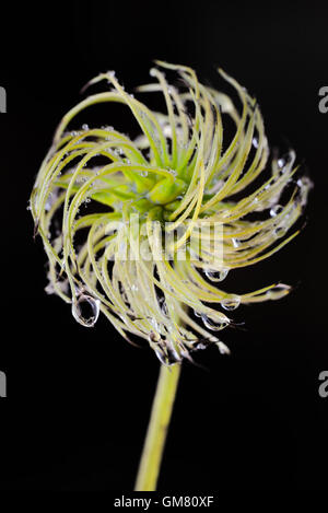 Clematis-Blume und Tau-Tropfen auf schwarzem Hintergrund Stockfoto