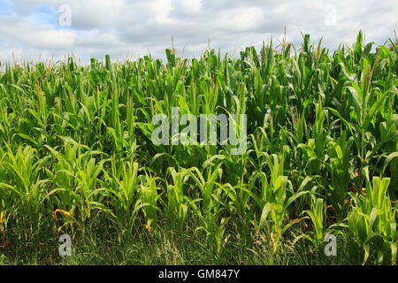 Mais Mais, Maiskolben, wächst im Feld, Shottisham, Suffolk, England, UK Stockfoto