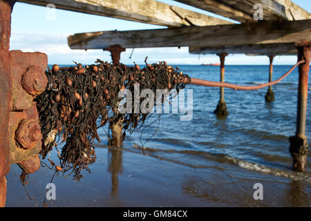 Historischen Pier an der Küste von Punta Arenas, die entlang der Magellan-Straße in Patagonien, Chile Stockfoto