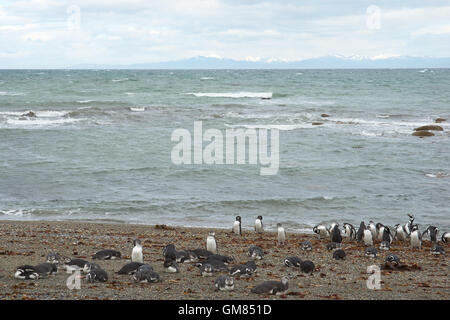 Kolonie von Magellan-Pinguine (Spheniscus Magellanicus) am Seno Otway in der Nähe von Punta Arenas in Patagonien, Chile Stockfoto