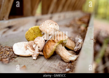 Verschiedene Pilze auf alten Holzbank im herbstlichen Wald Stockfoto