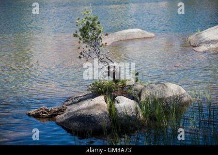 Baum wächst aus einer kleinen Felseninsel in Hoover & Yosemite Wilderness, Humbolt-Toiyabe National Forest, Kalifornien Stockfoto