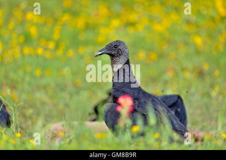 Mönchsgeier (Coragyps Atratus) Aufräumvorgang Roadkill, Wien, Texas, USA Stockfoto