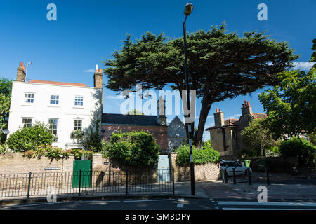 Ein großer Zypressenbaum überschattet die St Osmonds School auf der Church Road, Barnes, London, SW13, England, VEREINIGTES KÖNIGREICH Stockfoto