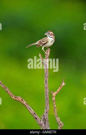 Lerche Spatz (Chondestes Grammacus), Rio Grande City, Texas, USA Stockfoto