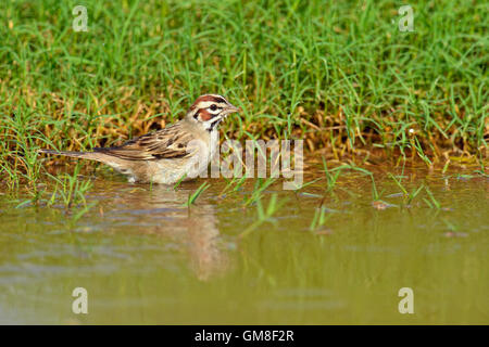 Lerche Spatz (Chondestes Grammacus) Baden, Rio Grande City, Texas, USA Stockfoto