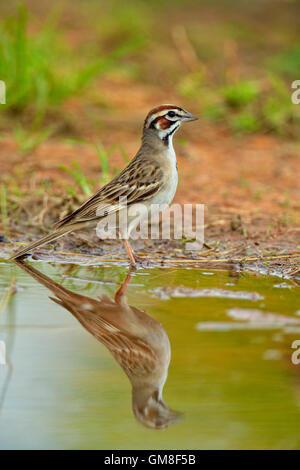 Lerche Spatz (Chondestes Grammacus) Baden, Rio Grande City, Texas, USA Stockfoto