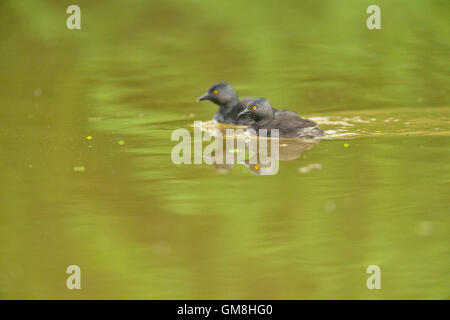 Zumindest Grebe (Tachybaptus Dominicus), Rio Grande City, Texas, USA Stockfoto