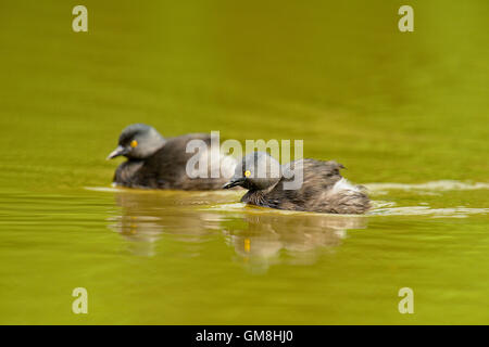 Zumindest Grebe (Tachybaptus Dominicus), Rio Grande City, Texas, USA Stockfoto