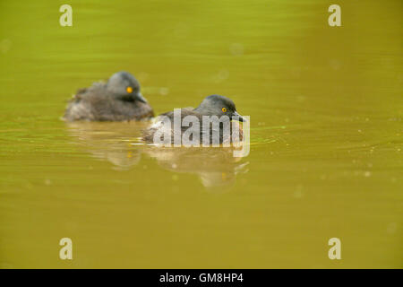 Zumindest Grebe (Tachybaptus Dominicus), Rio Grande City, Texas, USA Stockfoto