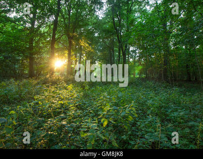 Sonnenstrahlen golden bricht durch den Wald und den Wald Leuchten. Stockfoto