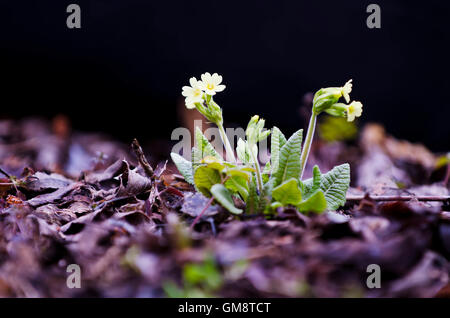 Kuhschelle, Frühlingsblume, Slowakei Stockfoto