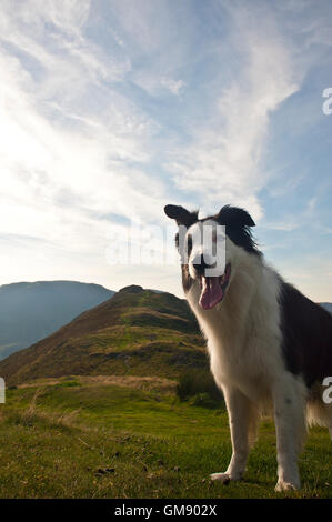Porträt von Border-Collie auf Grasmoor oben Crummock Wasser, Cumbria Stockfoto