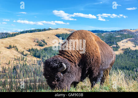 Detailansicht einer amerikanischen Bison mit einer wunderschönen Landschaft im Hintergrund im Yellowstone National Park Stockfoto