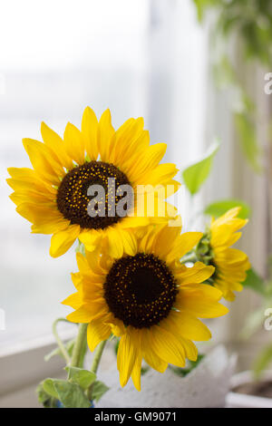 Sonnenblumen in einer Vase auf dem Fenster Stockfoto