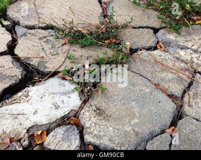 Straßenschäden aus nächster Nähe Stockfoto