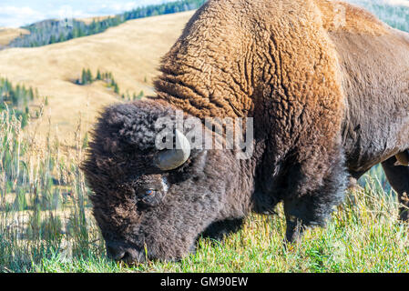 Detailansicht einer amerikanischen Bisons im Yellowstone-Nationalpark Stockfoto